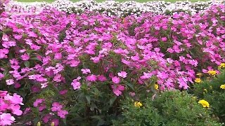 赤、白、ピンクが・・・1万本のサンパチェンスが見頃(16/09/11)