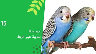 15 نصيحة لتربية طيور الزينة | نصائح مهمة للمبتدئين فى طيور الزينة 2021