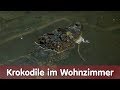 Reptil TV - Folge 111 – Krokodile im Wohnzimmer