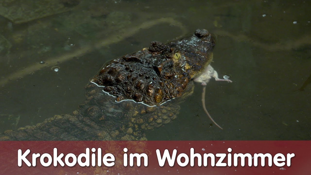 Reptil TV - Folge 111 – Krokodile im Wohnzimmer