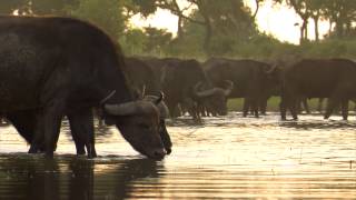 Selinda Explorers, Great Plains Conservation, Botswana