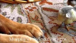 The Blue Ameraucana chicks and Murphy my dog