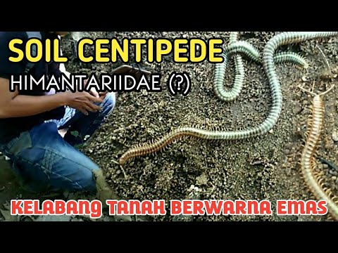 Strange golden centipede (Himantaridae) found | soil centipede