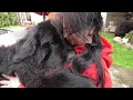 Newfoundland dog thinks hes a tiny lap dog and wants to cuddle