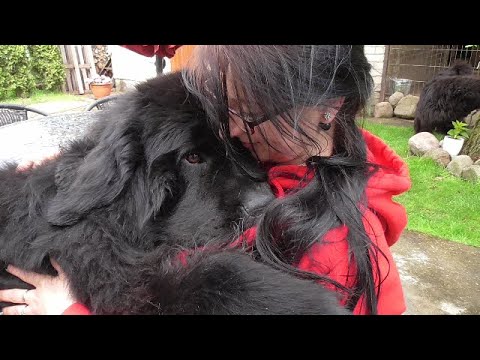 Video: Miljonär lapdog sureb Ameerikas