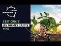 Les formes de lazote  ep20