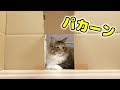 初めての猫用ドアに困惑する２匹