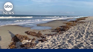 New advice on how to escape rip currents
