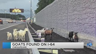 No kidding! Highway herd of goats gather on I64 near High Rise Bridge