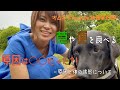 草や便を食べる、原因は〇〇だった!?〜原因と体の状態について〜