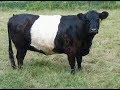 Belted Galloway Cows Are Superior