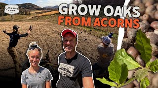 How to Grow Oak Trees from Acorns  Direct Seeding Acorns | Dream Farm w/ Bill Winke