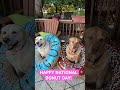 Happy national donut day #donuts #nationaldonutday #labrador #dogshorts #labradorretriever #pets