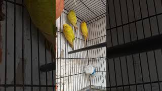 my breeding setup for Australian budgies Parrots ? ? ?