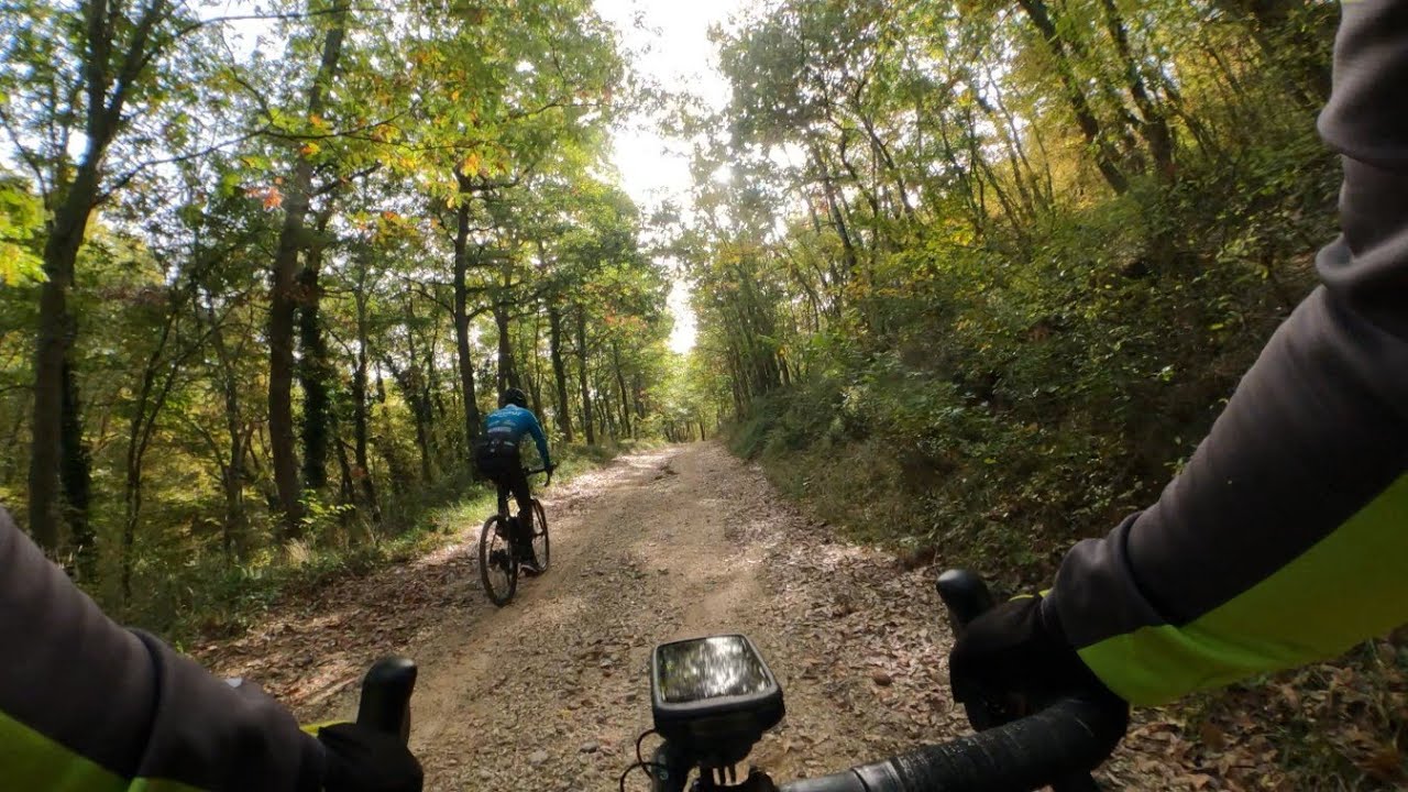 Fog 🌫woods🌲🌲 and sheep🐑🐑
