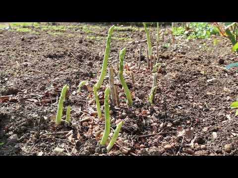 Video: Oplysninger om frøbånd til havearbejde – Sådan bruges frøbånd i haver