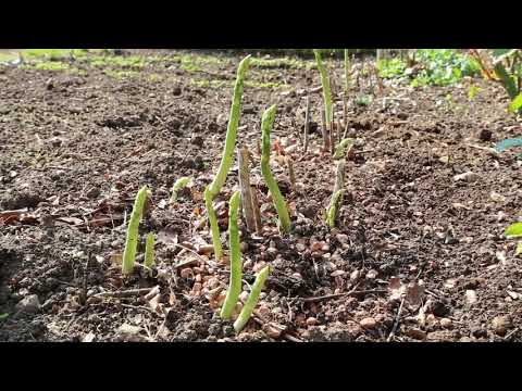 Video: Sådan Plantes Grønne Løg