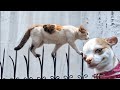 Best Funniest Animal Videos 2024😸🐶Funny Dogs And Cats Videos Of The year🤣