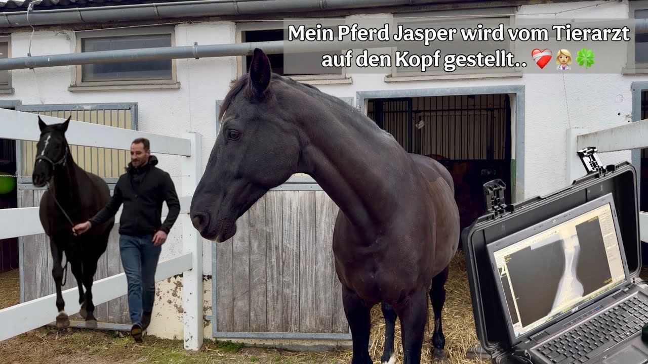 Stocklahmes Pferd 🤕🐴