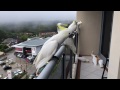 Cockatoos coming from all around to say Good Morning
