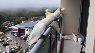 Cockatoos coming from all around to say Good Morning