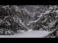 Peaceful Snowfall on a Quiet Winter Day