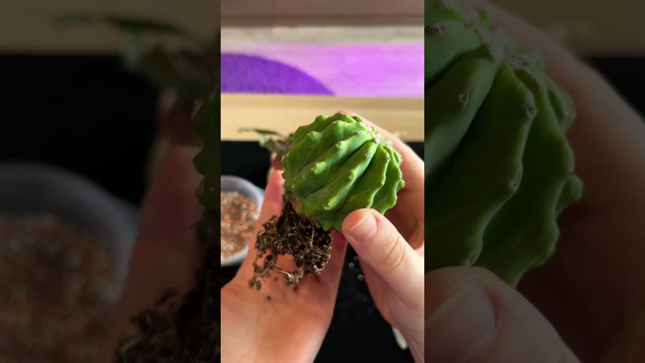 Euphorbia Stellata⭐️  Ferocactus glaucescens🌵Посадка растений.