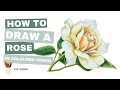 How to Draw a Yellow Rose in Coloured Pencil - Tip Video