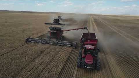 Jeff Paplow Harvesting, Hansen Wheat Farms, Montana 2025
