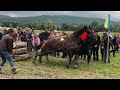 Коні Ваговози, Стрілецький Кут, Кінні Змагання,Concurs cu Cai de Tractiune 🐴🐴🐴🔥🔥🔥🐎🐎🐎