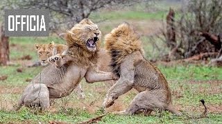 Необычное поведение животных — Жизнь на воле (Nat Geo Wild HD) борьба животных Необычное поведение животных — Жизнь на воле (Nat Geo Wild HD) борьба животных