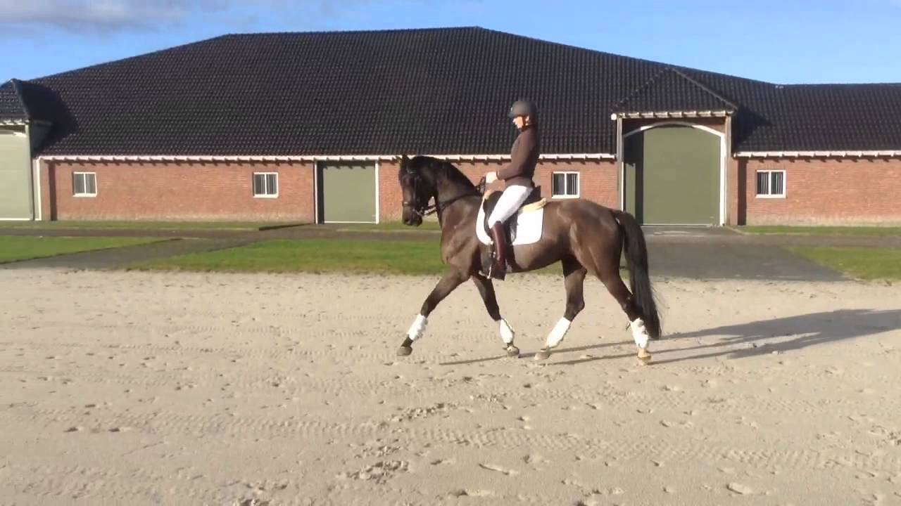 For sale Prix St. horse YouTube