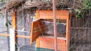 door chicken swing pulley weight coop