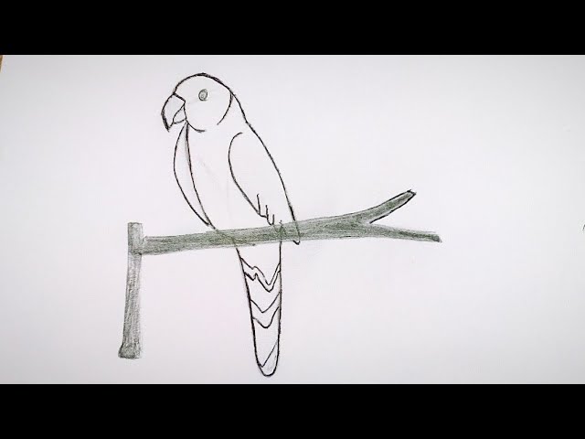 رسم سهل  رسم ببغاء فوق غصن شجرة  رسم خطوة بخطوة  Draw parrot