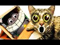 Cat reaction to Happy Cat All Music stories Among us Cat Jumpscares bug in game. Garten of Banban..