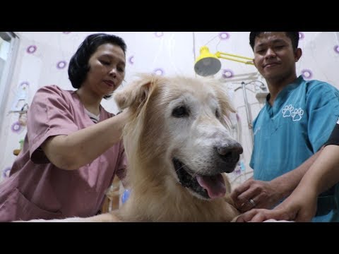 Video: Hidroterapi Untuk Anjing