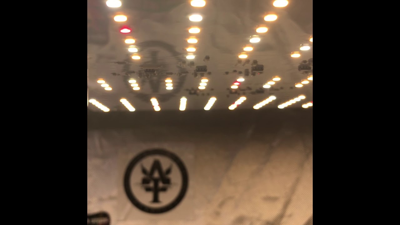 Spider farmer sf 1000d  grow blue dream GSC DeathStar indoor grow