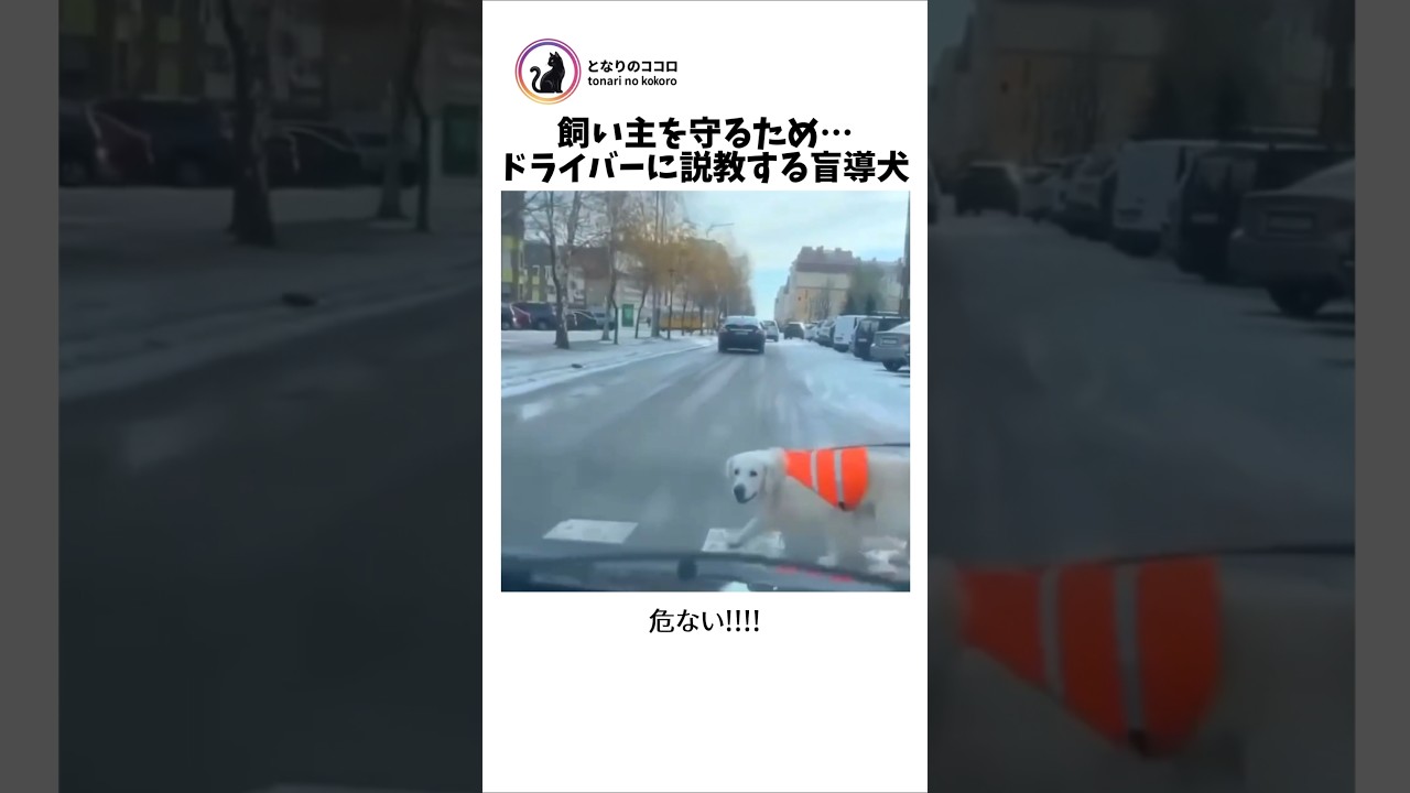 飼い主を守るレトリバーに感動(泣)