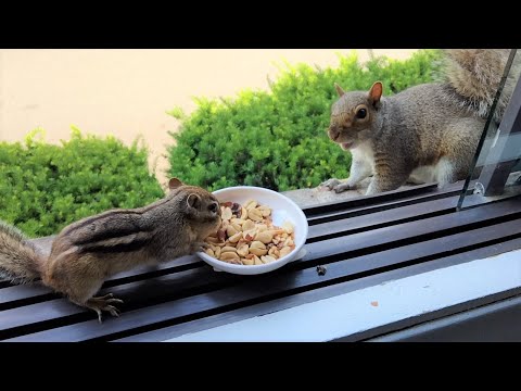 Video: Jedí veverky oříšky?