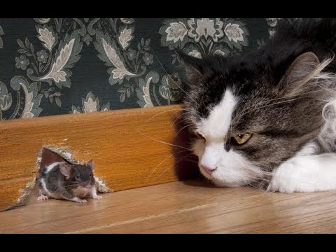 Mèo vờn chuột - YouTube