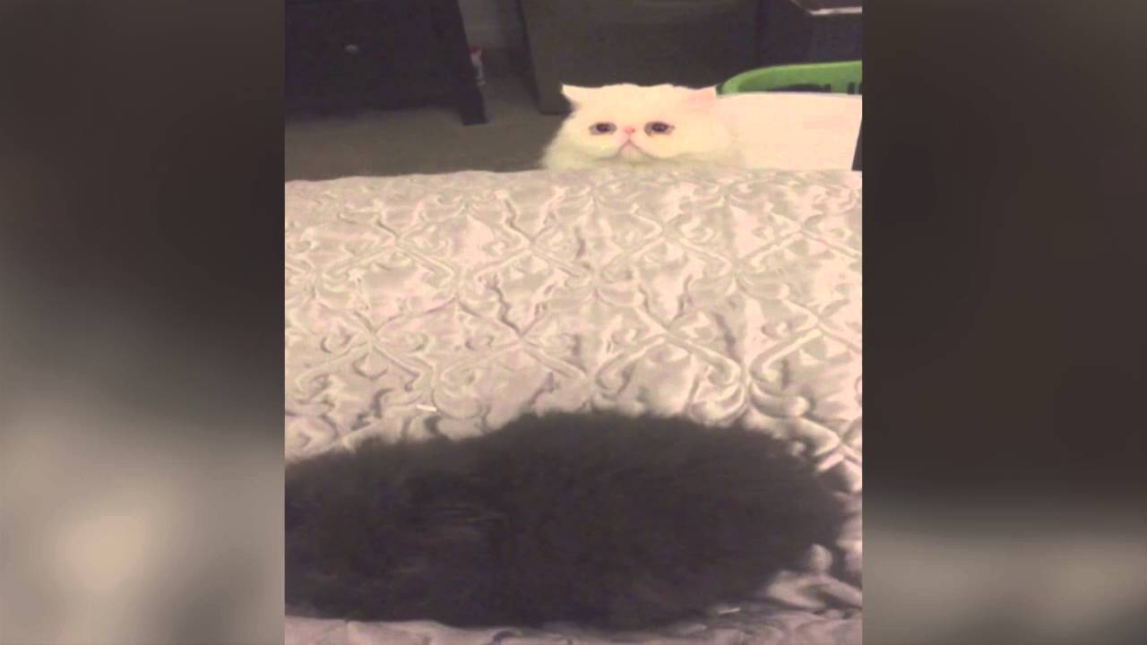 Creepy Cat Pops Up Behind Bed YouTube