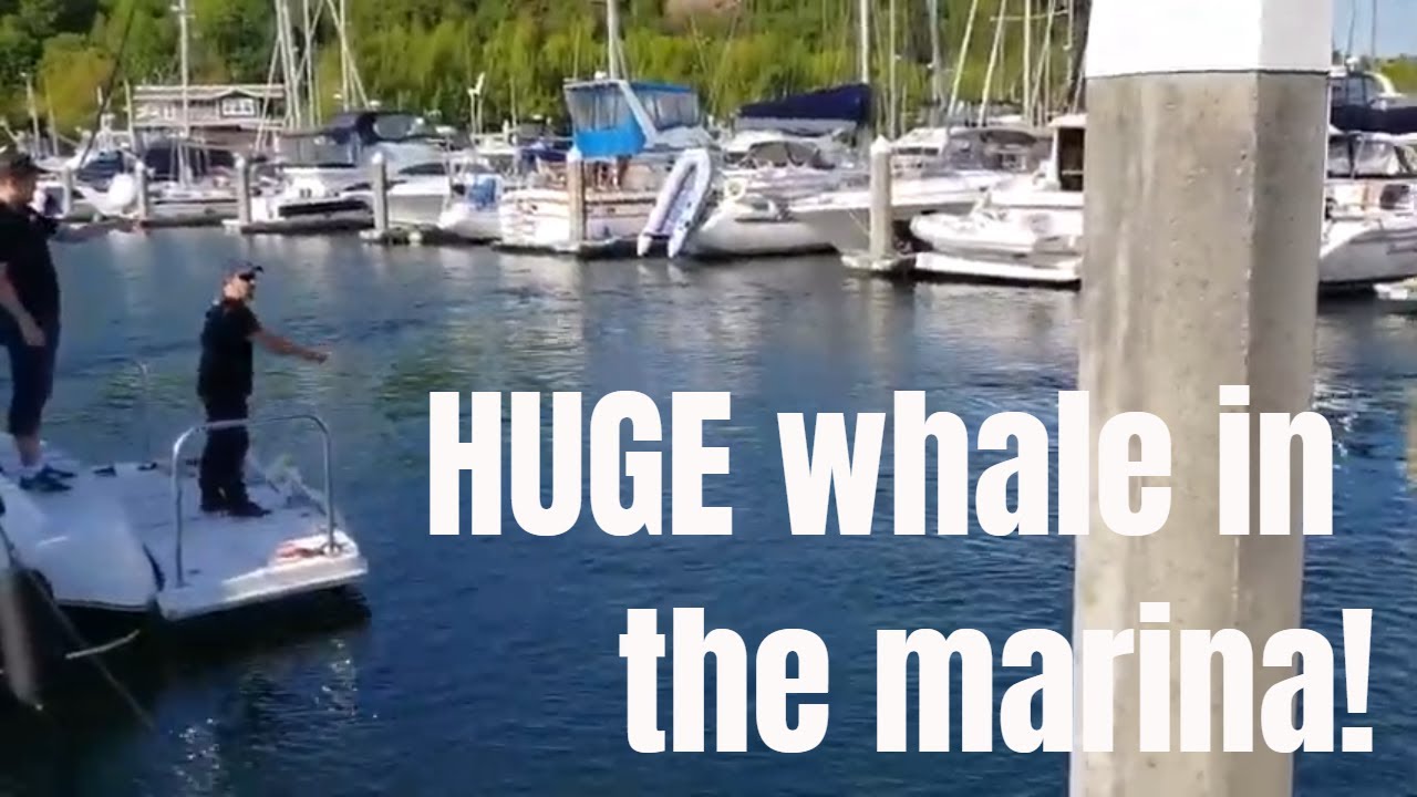 Whale in our marina! | Boating Journey