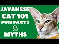 Javanese Cats 101 : Fun Facts & Myths の動画、YouTube動画。