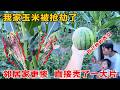 我家玉米被抢劫了,邻居家更惨,直接被劫了一大片,不知如何才能防住!终于吃上自己种的西瓜了