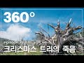 #기후재앙_눈앞에보다 VR | ② ‘기후 폭탄’ 맞은 한라산…'크리스마스 트리' 100년 만에 멸종 위기