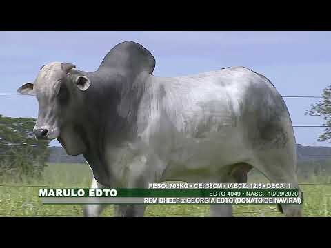 Lote 21   Marulu Edto   EDTO 4049