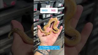 Highway Crypton #rarepet #ballpythonmorphs #smalltownxotics Profile