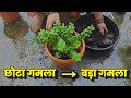 🍀 Jade Plant रखने से मिलता है धन और खुशहाली 🌸