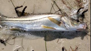 SNOOK Fishing at Anclote Key!