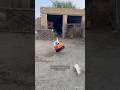 Tommy is going to get the basket 🧺 #labradordog #minizoo #catlovers #rehmanchvlogs #foryou